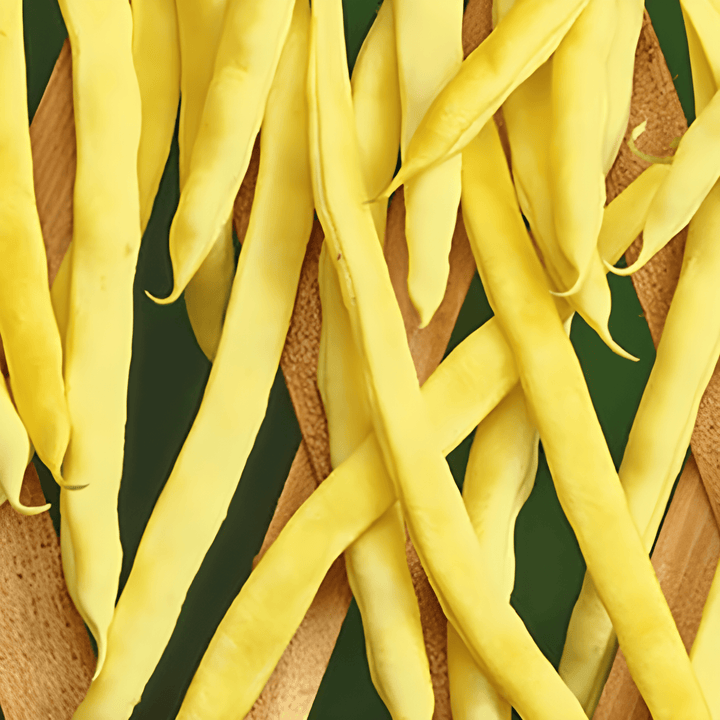 Climbing French Bean Seeds Neckargold Phaseolus Vulgaris Annual 100g