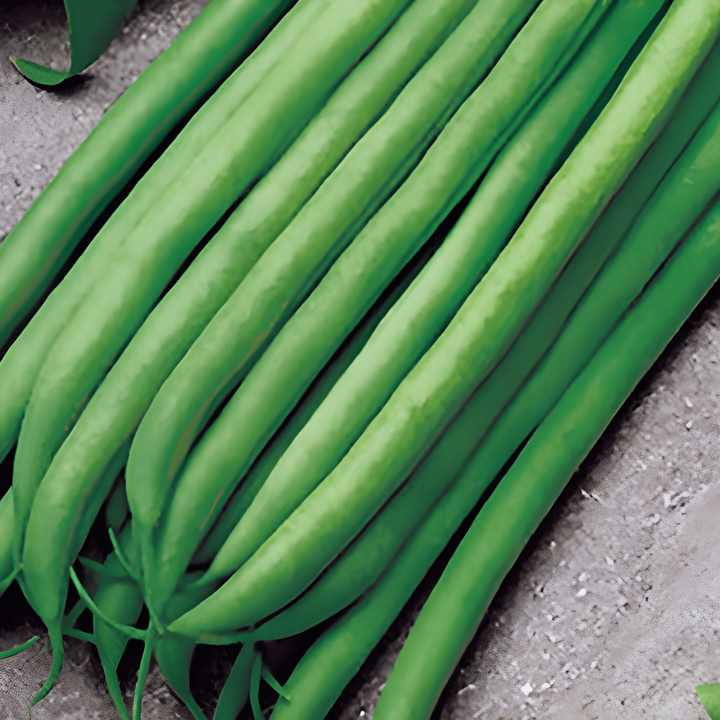 Dwarf Bean Seeds Argus Phaseolus Vulgaris Annual 50g