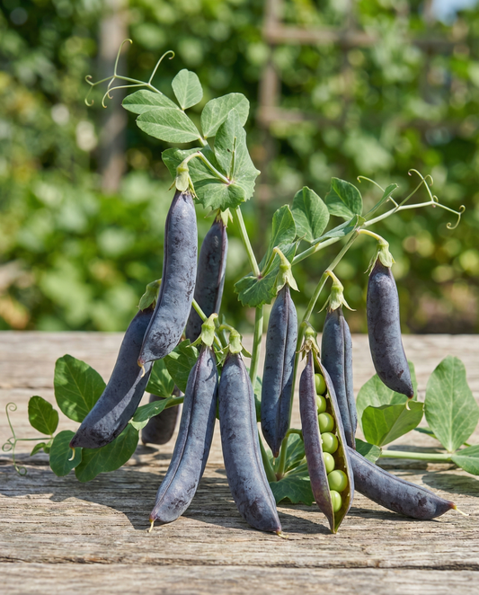 Peas Seeds Ezethas Krombek Blauwschok Pisum Sativum Annual