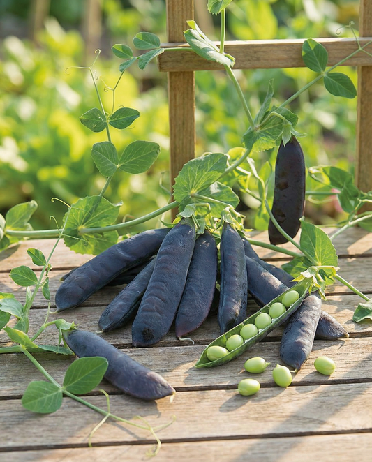 Peas Désirée Seeds Pisum Sativum Annual 100g