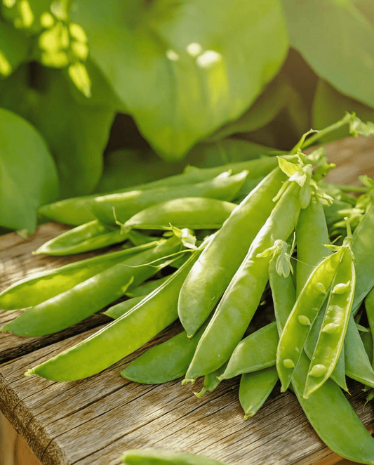 Sugar Pea Seeds Norli Pisum Sativum Annual Variety