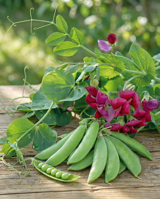 Sugar Peas Grijze Roodbloeiende Purple Flower Seeds Pisum Sativum Annual