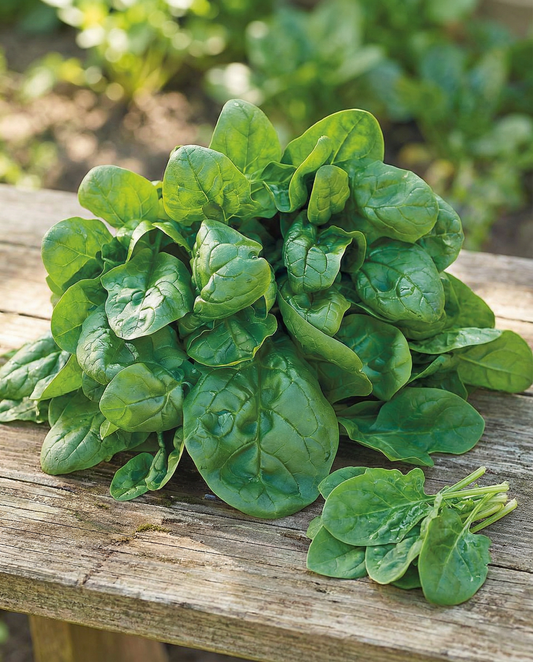Spinach Seeds Securo Spinacia Oleracea Annual Variety 50g