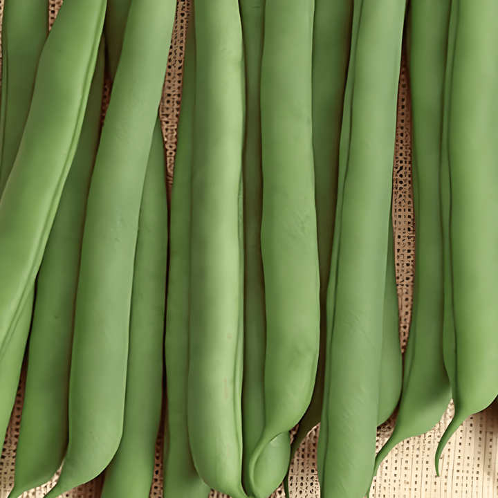 Bush Bean Seeds Prelude Phaseolus Vulgaris Annual