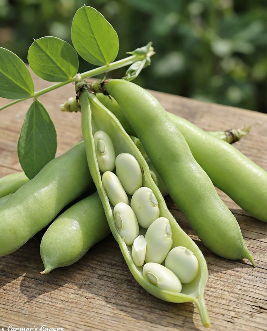 Broad Bean Seeds Leidse Hangers Vicia Faba Annual 250g