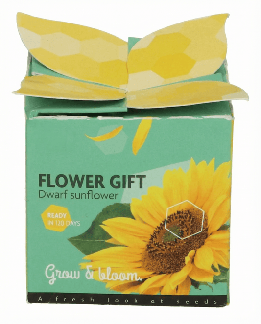 Dwarf Sunflower Seeds Helianthus Annuus Annual Flower Gift Kit