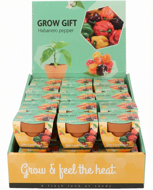 Habanero Pepper Seeds Capsicum Chinense Terracotta Pot Grow Kit