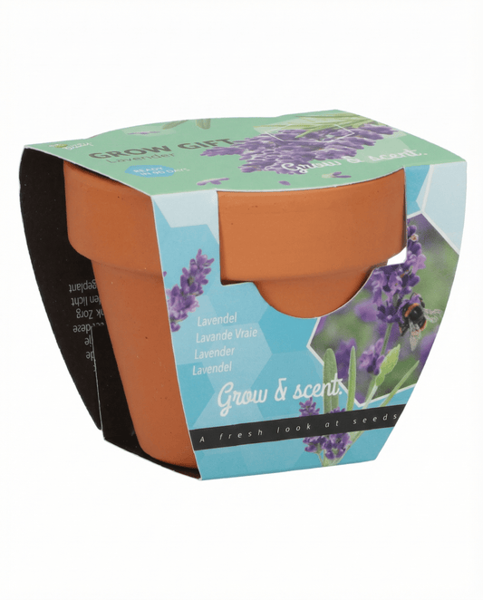 Lavender Seeds Lavandula Angustifolia Perennial Herb Grow Kit