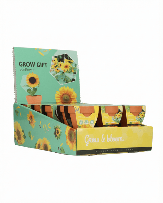 Dwarf Sunflower Seeds Helianthus Annuus Grow Gift Kit Terracotta Pot