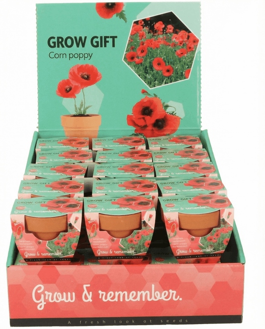 Corn Poppy Seeds Papaver Rhoeas Annual Flower Kit Terracotta Pot