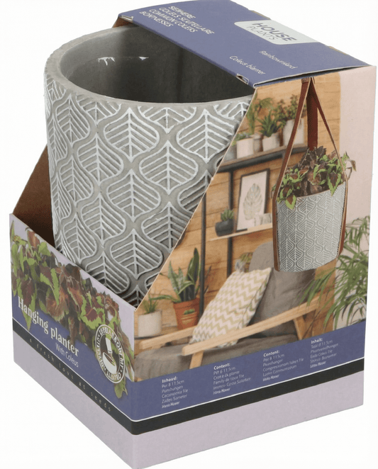 Coleus Seeds Coleus Blumei Hanging Planter Kit Indoor