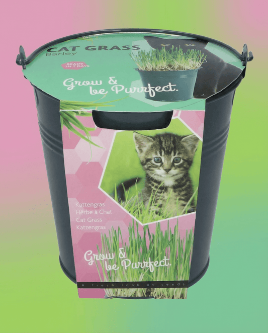 Cat Grass Seeds Hordeum Vulgare Barley Bucket Kit Indoor
