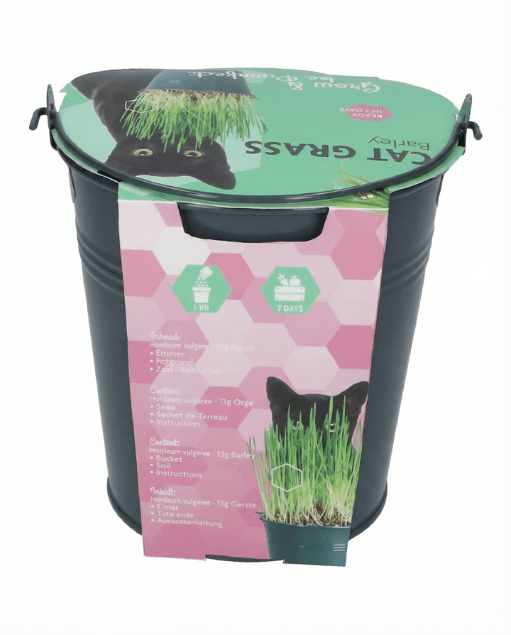 Cat Grass Seeds Hordeum Vulgare Barley Bucket Kit Indoor