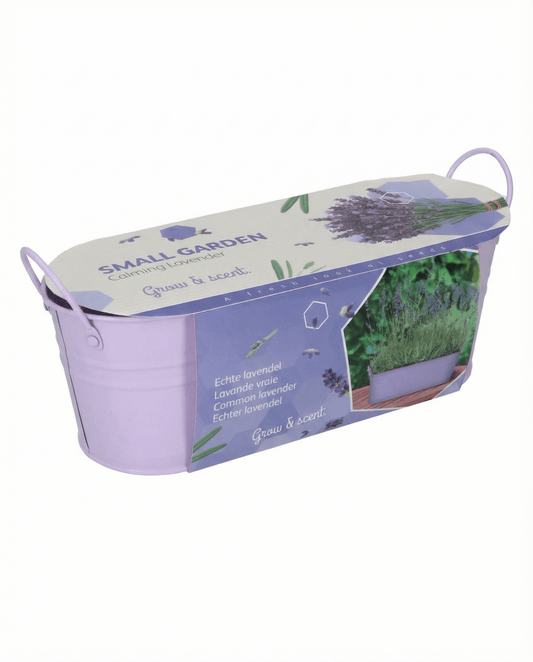 Lavender Seeds Lavandula Angustifolia Perennial Herb Kit