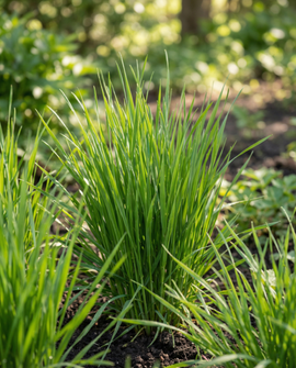 Katzengras Samen Hordeum Vulgare Gerstengras Kit