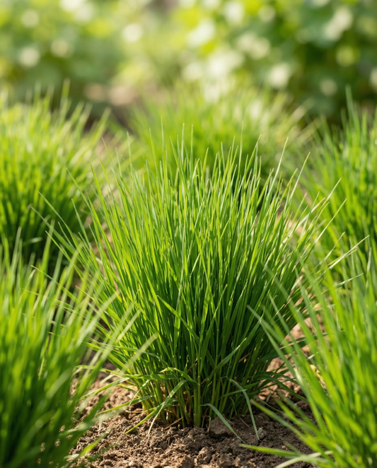 Cat Grass Seeds Hordeum Vulgare Barley Grass Kit