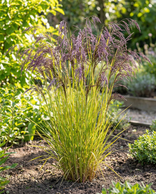 Purple Millet Seeds Panicum Miliaceum Annual Grass