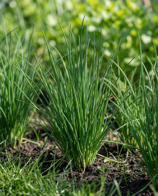 Chives Seed Pads Allium Schoenoprasum Perennial Herb 4 Pads