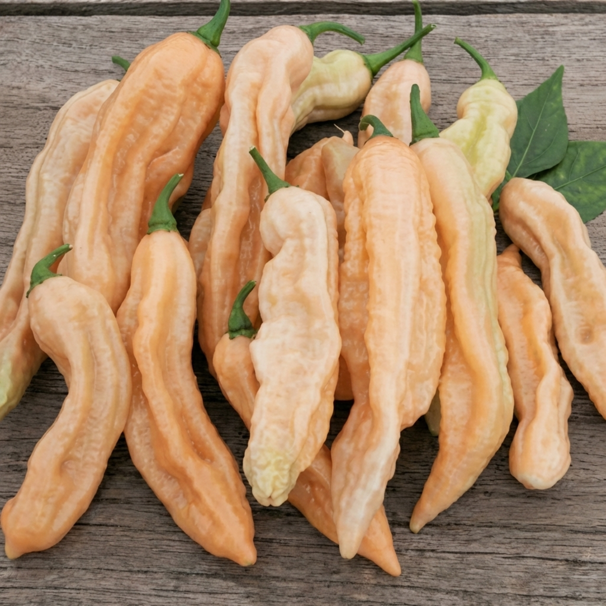 Pink Capsicum Dorset Pink Pepper Seeds Capsicum Chinense Annual Variety – SeedsChoice