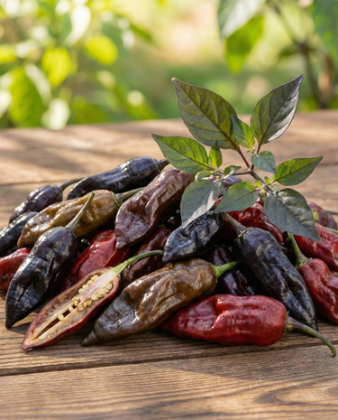 Graines Dorset Naga Black Pepper (Capsicum chinense) – légume annuel