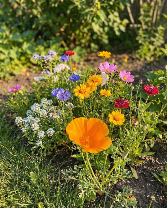 Flowers For Bees Seeds Annual Low Mix 15m2 Full Sun