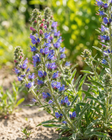 Graines de mélange de vipérines (Echium vulgare) – fleur bisannuelle