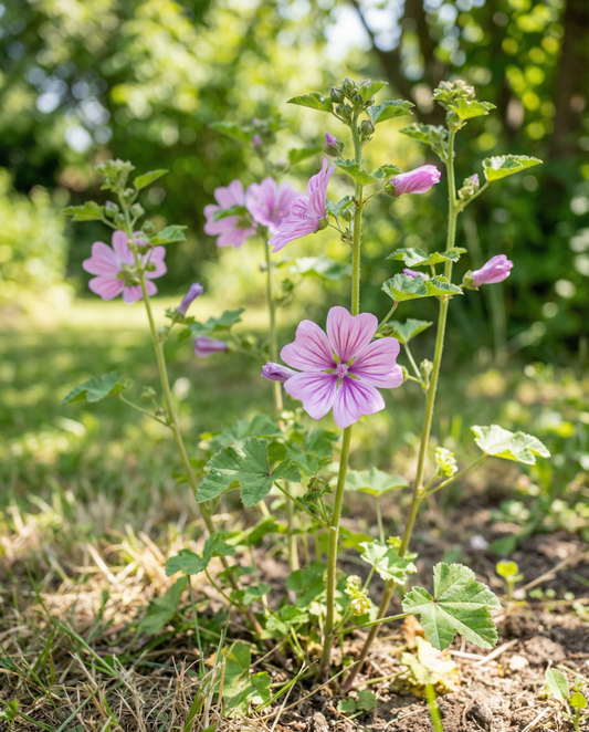 Mallow Seeds Malva Sylvestris Biennial Flower Mix