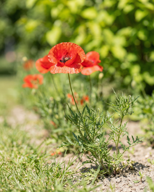 Common Poppy Seeds Papaver Rhoeas Annual Flower Mix