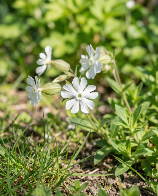 White Campion Seeds Silene Latifolia Perennial Flower