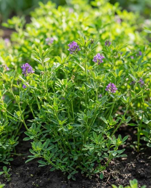 Lucerne Clover Seeds Medicago Sativa Annual Green Manure 200g