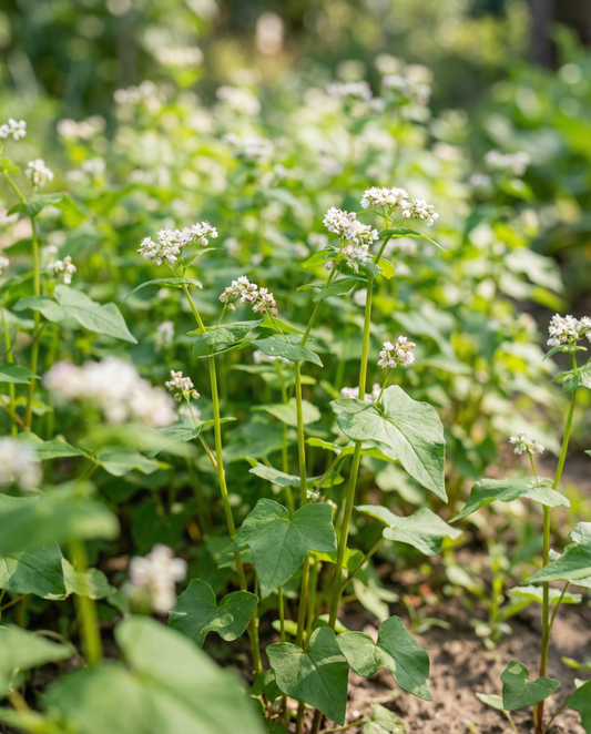 Buckwheat Seeds Fagopyrum Esculentum Annual Green Manure 250g