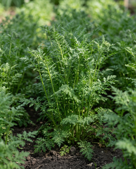 Żerriegħa Purple Tansy Phacelia Tanacetifolia Demel Aħdar Annwali 100g