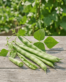 Runner Bean Seeds Emergo Phaseolus Coccineus Annual 100g