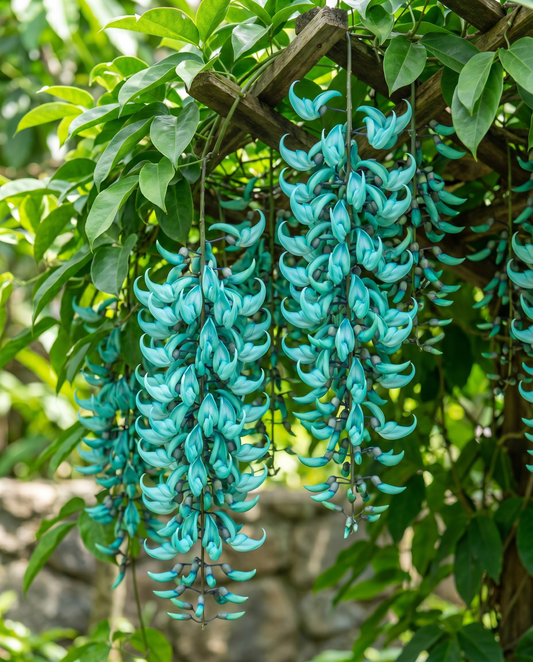 Jade Vine Seeds Strongylodon Macrobotrys Turquoise Flowers Climber
