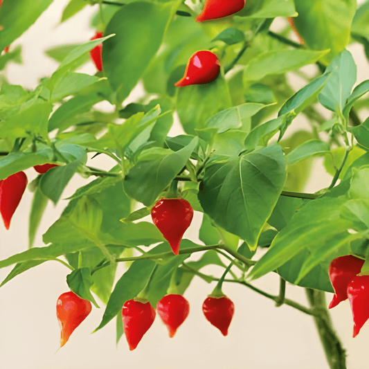 Biquinho Pepper Seeds Capsicum Chinense Sweet Flavor Variety
