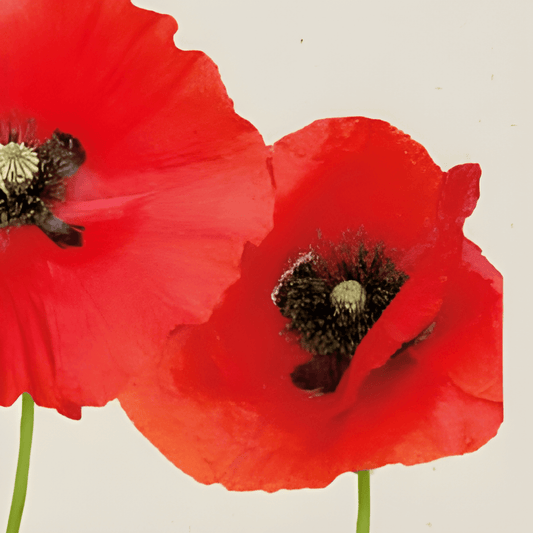 Organic Red Poppy Seeds Papaver Rhoeas Large Striking Flowers