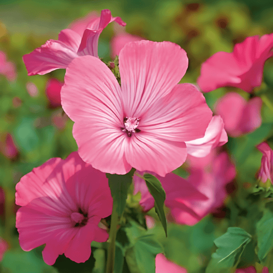 Lavatera Trimestris Pink Red Lavatera Seeds Annual Flowers