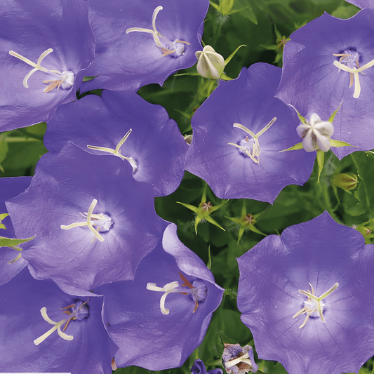 Carpathian Bellflower Seeds Campanula Carpatica Blue Flowers