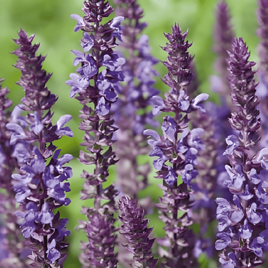 Salvia Nemorosa Bossalie Seeds Deep Purple Blue Flower Spikes