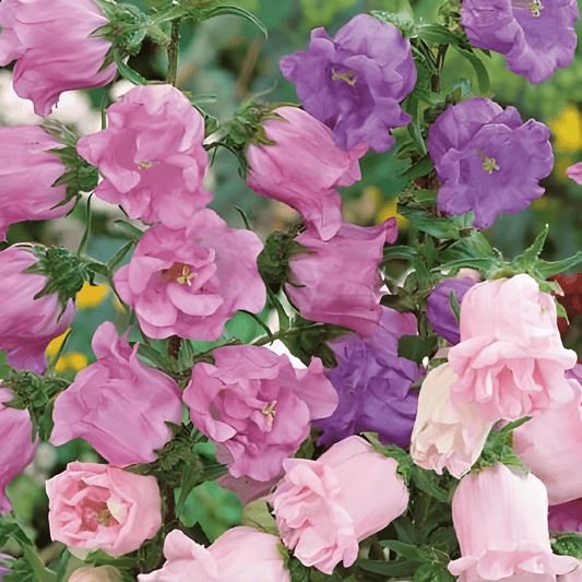 Campanula Mariette Double-flowered Seeds Campanula Medium Summer Bloomers