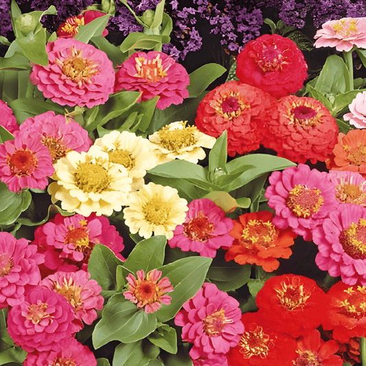 Zinnia Thumbelina Seeds Zinnia Elegans Dwarf Pastel Mix