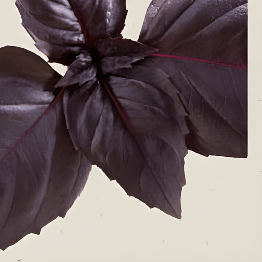 Organic Red Rubin Basil Seeds Ocimum Basilicum Herb