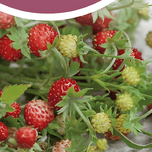 Wild Strawberry Seeds Fragaria Vesca Baron Von Solemacher Variety
