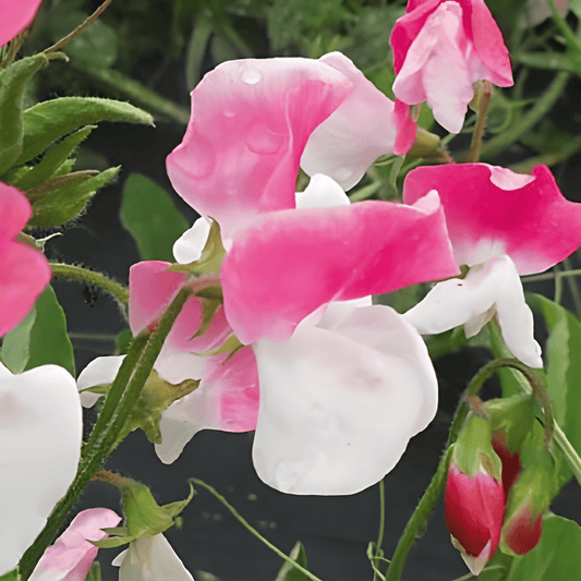 Sweet Pea Painted Lady Seeds Lathyrus Odoratus Two-Colored