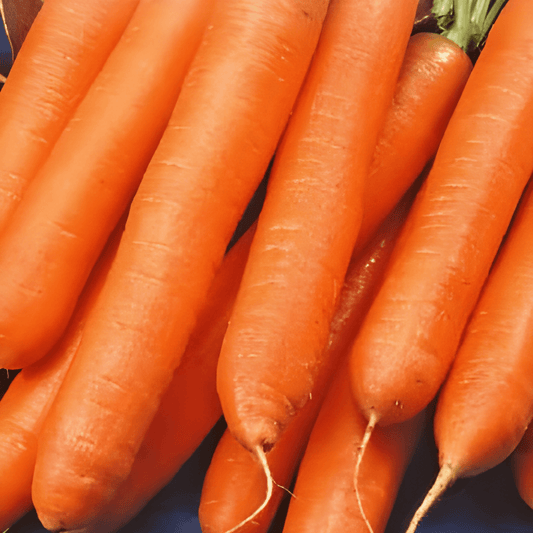 Winter Carrot Berlikumer Seeds Daucus Carota Vegetable Variety