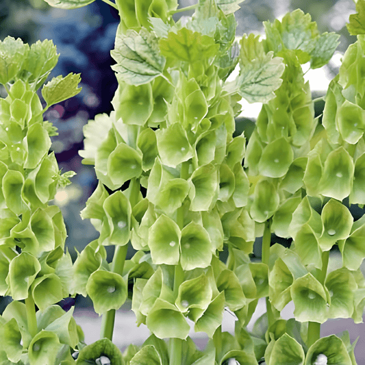 Molucella Seeds Moluccella Laevis Irish Bells Cut Flower Seeds