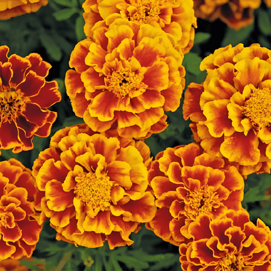 African Marigold Bolero Seeds Tagetes Patula Nana Low Compact