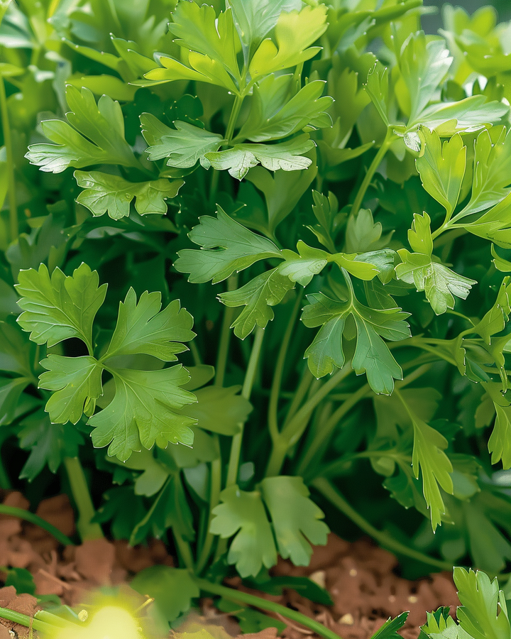 Flat-Leaf Parsley Seeds Petroselinum Crispum Amsterdam Cut