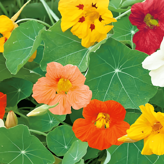 Nasturtium Tom Thumb Tropaeolum Majus Nanum Seeds Colorful Flowers