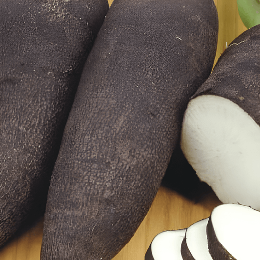 Black Long Radish Seeds Raphanus Sativus Subsp. Niger